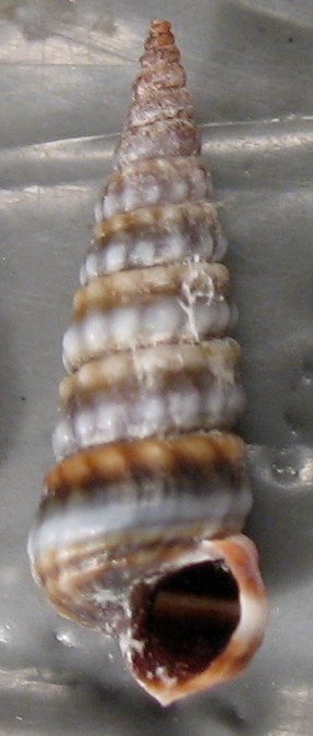 Pirenella conica